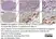 Rat Anti-Mouse F4/80 Antibody, Clone Cl:A3-1 thumbnail image 196