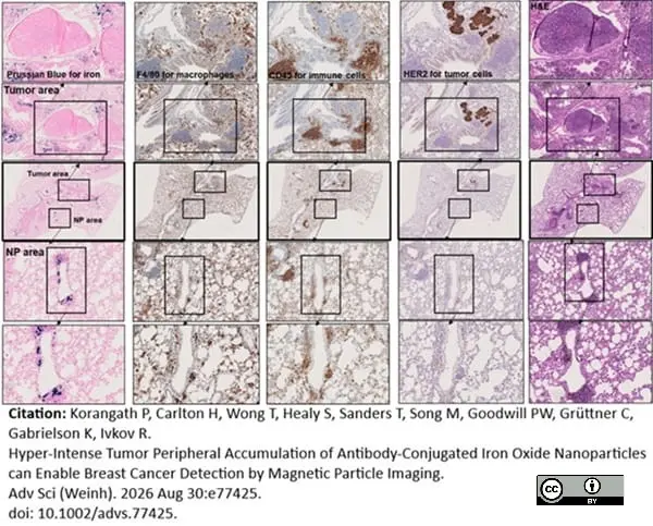 Rat Anti-Mouse F4/80 Antibody, Clone Cl:A3-1 gallery image 197