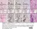 Rat Anti-Mouse F4/80 Antibody, Clone Cl:A3-1 thumbnail image 198