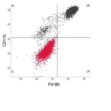 Anti Mouse F4/80 Antibody, clone Cl:A3-1 gallery image 2