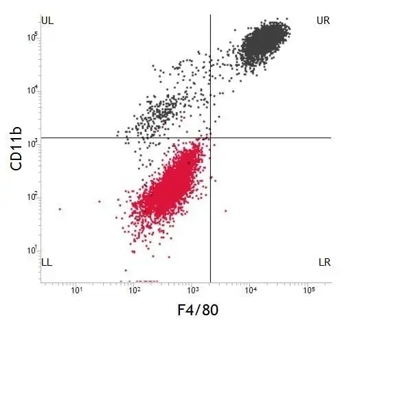 Anti Mouse F4/80 Antibody, clone Cl:A3-1 gallery image 2