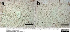 Anti Mouse F4/80 Antibody, clone Cl:A3-1 gallery image 20