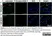Anti Mouse F4/80 Antibody, clone Cl:A3-1 thumbnail image 21