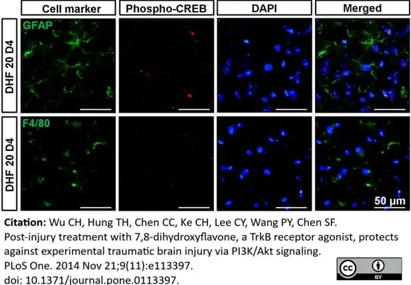 Anti Mouse F4/80 Antibody, clone Cl:A3-1 gallery image 21