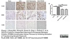 Anti Mouse F4/80 Antibody, clone Cl:A3-1 gallery image 22
