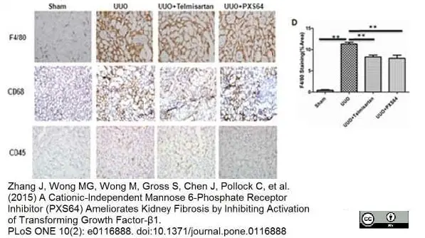 Anti Mouse F4/80 Antibody, clone Cl:A3-1 gallery image 22