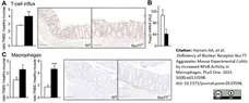Anti Mouse F4/80 Antibody, clone Cl:A3-1 gallery image 23
