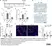 Anti Mouse F4/80 Antibody, clone Cl:A3-1 thumbnail image 24
