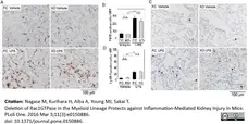 Anti Mouse F4/80 Antibody, clone Cl:A3-1 gallery image 25