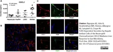 Anti Mouse F4/80 Antibody, clone Cl:A3-1 gallery image 26
