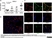 Anti Mouse F4/80 Antibody, clone Cl:A3-1 thumbnail image 26