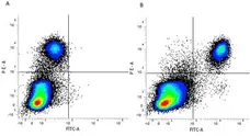 Anti Mouse F4/80 Antibody, clone Cl:A3-1 gallery image 27