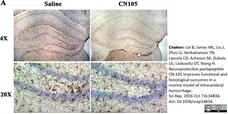 Anti Mouse F4/80 Antibody, clone Cl:A3-1 gallery image 28