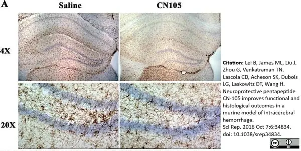 Anti Mouse F4/80 Antibody, clone Cl:A3-1 gallery image 28