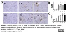 Anti Mouse F4/80 Antibody, clone Cl:A3-1 gallery image 29
