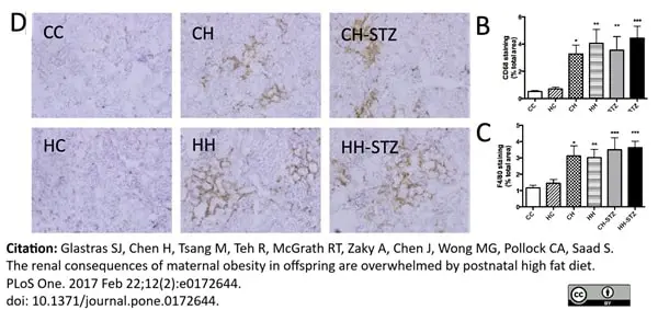 Anti Mouse F4/80 Antibody, clone Cl:A3-1 gallery image 29
