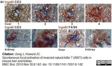 Anti Mouse F4/80 Antibody, clone Cl:A3-1 gallery image 30