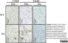 Anti Mouse F4/80 Antibody, clone Cl:A3-1 gallery image 31