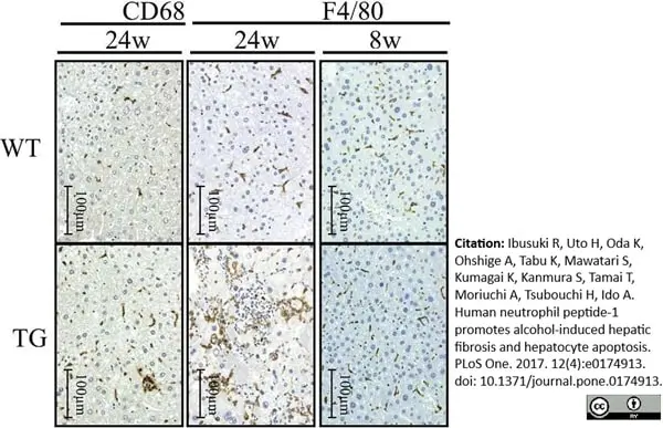 Anti Mouse F4/80 Antibody, clone Cl:A3-1 gallery image 31