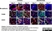 Anti Mouse F4/80 Antibody, clone Cl:A3-1 thumbnail image 32