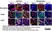 Anti Mouse F4/80 Antibody, clone Cl:A3-1 thumbnail image 32