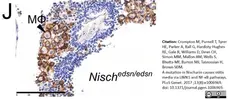 Anti Mouse F4/80 Antibody, clone Cl:A3-1 gallery image 33