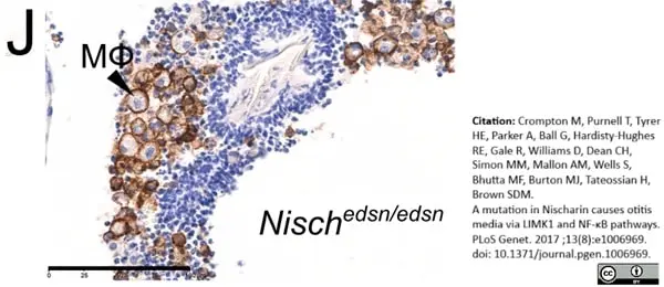 Anti Mouse F4/80 Antibody, clone Cl:A3-1 gallery image 33