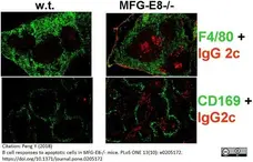 Anti Mouse F4/80 Antibody, clone Cl:A3-1 gallery image 34