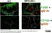 Anti Mouse F4/80 Antibody, clone Cl:A3-1 thumbnail image 34