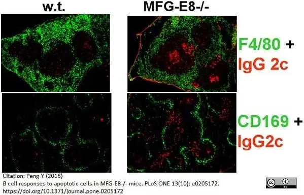 Anti Mouse F4/80 Antibody, clone Cl:A3-1 gallery image 34