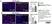 Anti Mouse F4/80 Antibody, clone Cl:A3-1 thumbnail image 35