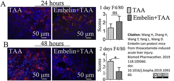 Anti Mouse F4/80 Antibody, clone Cl:A3-1 gallery image 35