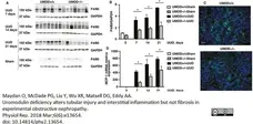 Anti Mouse F4/80 Antibody, clone Cl:A3-1 gallery image 36