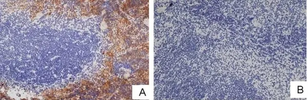 Anti Mouse F4/80 Antibody, clone Cl:A3-1 gallery image 38