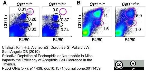 Anti Mouse F4/80 Antibody, clone Cl:A3-1 gallery image 39