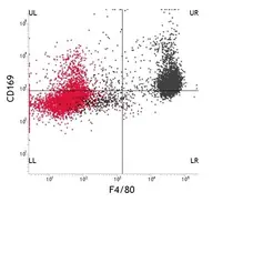 Anti Mouse F4/80 Antibody, clone Cl:A3-1 gallery image 4