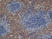Anti Mouse F4/80 Antibody, clone Cl:A3-1 thumbnail image 3
