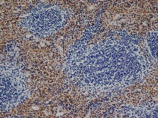 Anti Mouse F4/80 Antibody, clone Cl:A3-1 gallery image 4