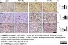 Anti Mouse F4/80 Antibody, clone Cl:A3-1 gallery image 40