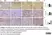 Anti Mouse F4/80 Antibody, clone Cl:A3-1 thumbnail image 40