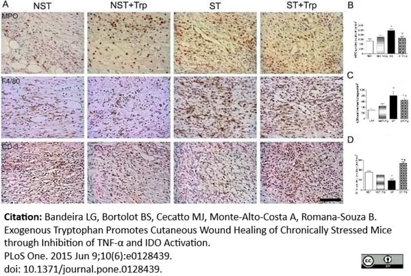 Anti Mouse F4/80 Antibody, clone Cl:A3-1 gallery image 40