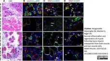 Anti Mouse F4/80 Antibody, clone Cl:A3-1 gallery image 41