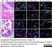 Anti Mouse F4/80 Antibody, clone Cl:A3-1 thumbnail image 41