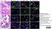 Anti Mouse F4/80 Antibody, clone Cl:A3-1 thumbnail image 41