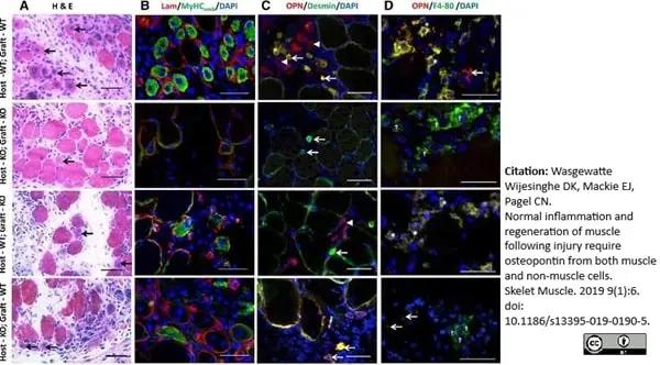 Anti Mouse F4/80 Antibody, clone Cl:A3-1 gallery image 41