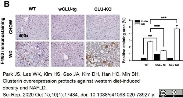 Anti Mouse F4/80 Antibody, clone Cl:A3-1 gallery image 44