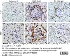 Anti Mouse F4/80 Antibody, clone Cl:A3-1 gallery image 46