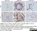 Anti Mouse F4/80 Antibody, clone Cl:A3-1 thumbnail image 45