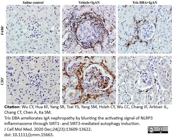 Anti Mouse F4/80 Antibody, clone Cl:A3-1 gallery image 46