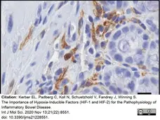 Anti Mouse F4/80 Antibody, clone Cl:A3-1 gallery image 47